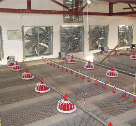 Sistem Auger Pakan Ayam Sepenuhnya Otomatis Pengumpan Auger Unggas Untuk Peternakan 1